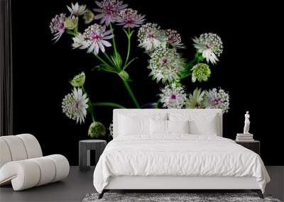 Flowers of a great masterwort isolated on black background, Astrantia major or Grosse Sterndolde Wall mural