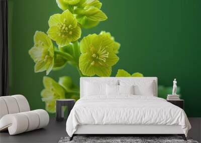 Studio shot of lady's mantle flower showcasing delicate green petals and intricate details in professional photography Wall mural