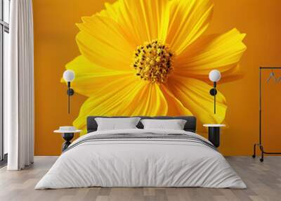 Stunning studio shot of a vibrant yellow Coreopsis flower with delicate petals on a warm orange background Wall mural