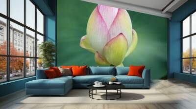 lotus flower
Korean Lotus Farm
sublime lotus flower
a pretty lotus flower
Buddhist flower

 Wall mural