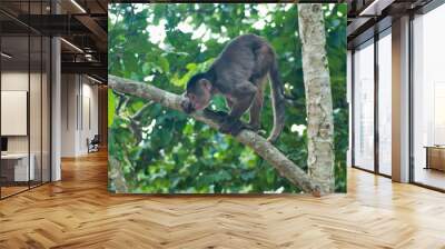 Branch Monkey on the Look Wall mural