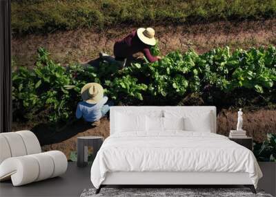 Overhead aerial view of two men picking vegetables on a farm in morning light wearing straw hats. Wall mural