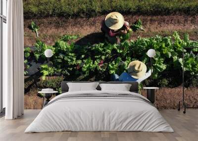 Overhead aerial view of two men picking vegetables on a farm in morning light wearing straw hats. Wall mural