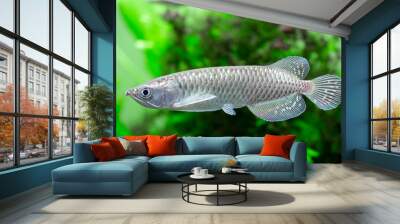 Pearl Arowana - Jardini Arowana - Scleropages jardini Wall mural