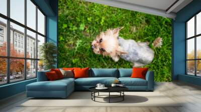 Table top view of beautiful Yorkshire Terrier looking up while sitting on green grass. Flat lay image of cute Yorkie dog in park. Wall mural