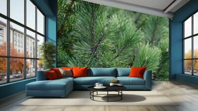 Pine needles Wall mural