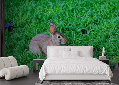 Rabbit Wall mural