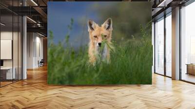 Red Fox looking on in the grass Wall mural