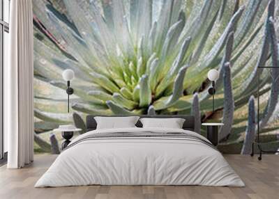 Silversword 2 Wall mural