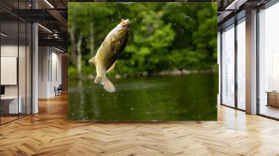 Smallmouth Bass Wall mural