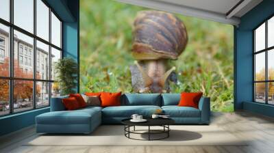 Snail Greeting Wall mural