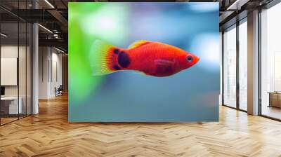 Southern platyfish - Xiphophorus maculatus Wall mural