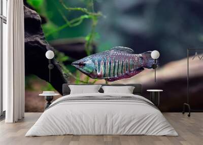 Sphaerichthys vaillanti - Vaillant's Chocolate Gourami - Samurai Gourami Wall mural