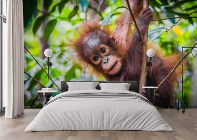 World's cutest baby orangutan hangs in a tree in Borneo Wall mural