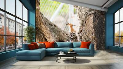 Hoopoe standing on an old olive tree trunk where it has its nest Wall mural