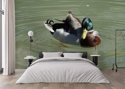 duck on the lake Wall mural