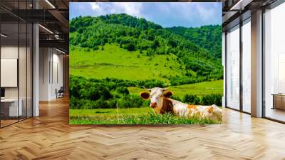 Free and happy cow are resting and lying on a green mountain pasture in sunny day Wall mural