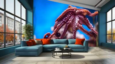 Octopus on a glass wall in aquarium Wall mural