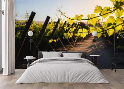 vinyard from chile on the summer time Wall mural