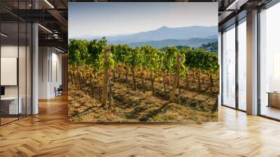 Italy, Tuscany, Bolgheri valley, vineyard, wine grape Wall mural