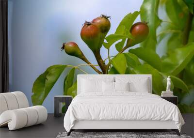 Background of pears on tree. Wall mural