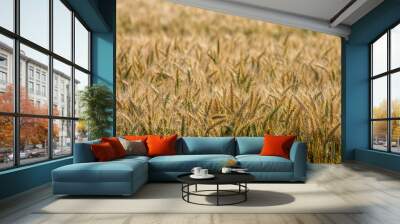 Background of wheat field in summer day. Wall mural