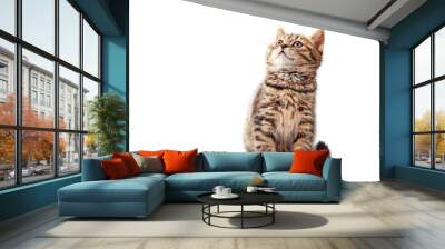 Lovely little kitten on white background Wall mural