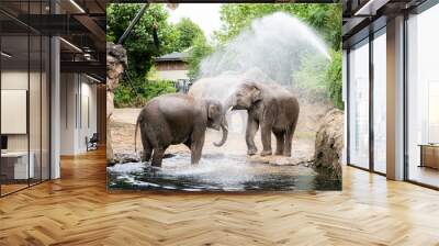 elephants enjoying their envirement in dublin zoo. amazing photograph of 2 elephants playing in the  Wall mural