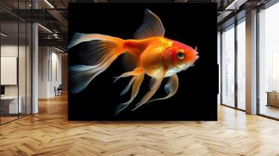 Goldfish in aquarium isolated on white background Wall mural