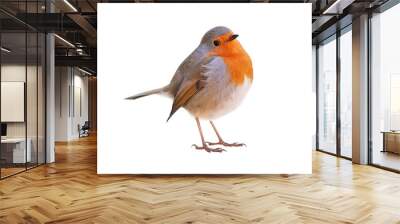 Robin (Erithacus rubecula) isolated on white background Wall mural