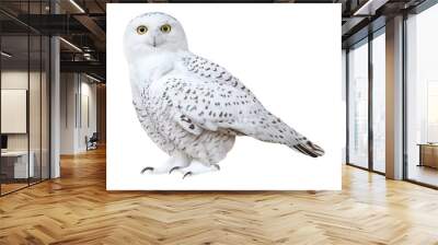 Snowy owl (Bubo scandiacus), PNG, isolated on transparent background Wall mural