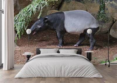 Tapir  Wall mural