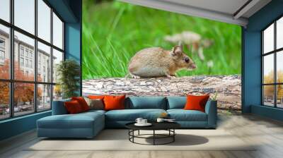 Wood mouse (Apodemus sylvaticus), in the grass Wall mural