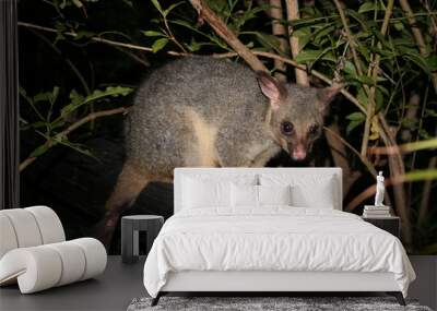 possum climing on a tree in queensland, australia Wall mural