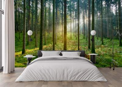 Beautiful golden sunlight in morning mossy forest tree landscape. Wall mural