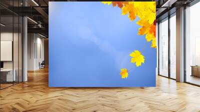 Beautiful sunny colorful autumn season leaves decoration on blue sky copy space background. Selective focus used. Wall mural