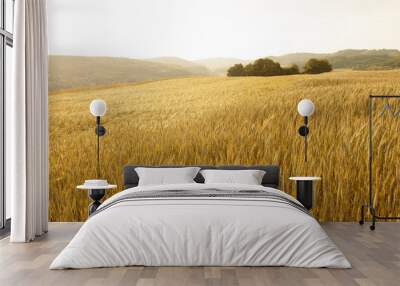 lovely golden color sunny wheat field landscape Wall mural