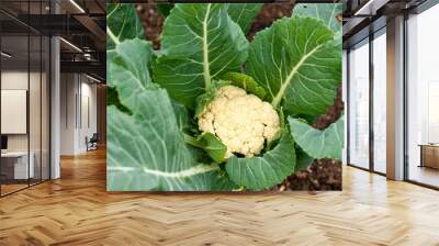 cauliflower growing in the ground, top view, australia Wall mural