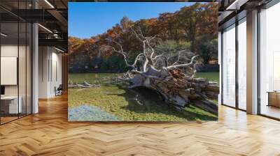 Remains of an old tree, trunk with leafless branches on a lakeside and fall trees in the background Wall mural