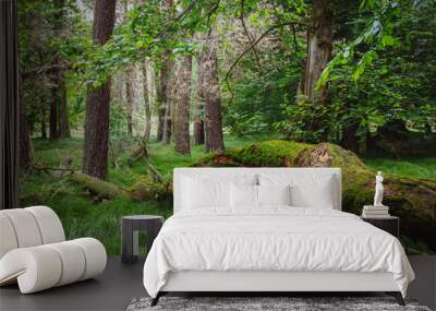 A fallen old mossy tree in the forest, Wall mural