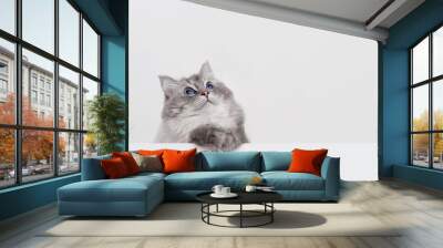 cute ragdoll cat with copyspace on white background Wall mural