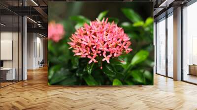 Pink Ixora coccinea or West Indian Jasmine with leaves Wall mural