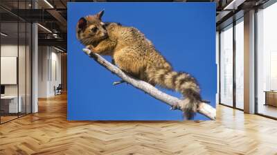 Ringtail Wall mural