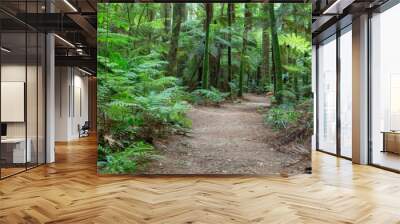 Rotorua Redwoods Forest Wall mural