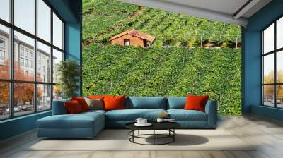 house in the vineyard Wall mural