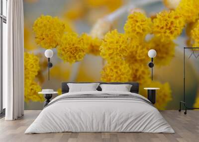 yellow flowers in spring Wall mural