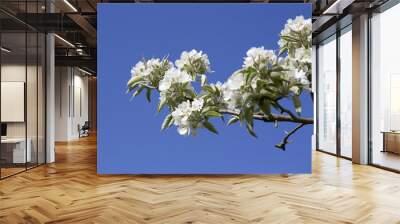 Blossoming twig of pear tree (Pyrus sp.) on blue sky Wall mural