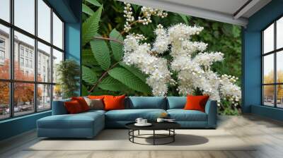 False spirea (Sorbaria sorbifolia) blossoming Wall mural