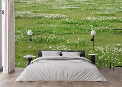 Meadow with large spots of white clover (Trifolium repens) Wall mural