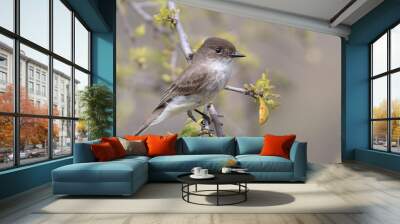 Eastern Phoebe Wall mural